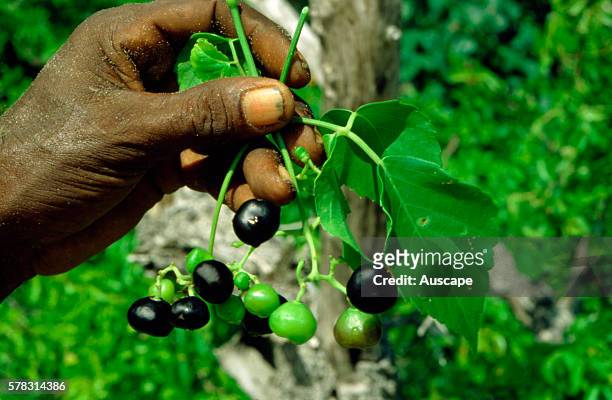 Wild grape, Ampelocissus acetosa, edible fruit, The roots can be eaten after roasting and the leaves used to wrap meat for cooking, Top End, Northern...