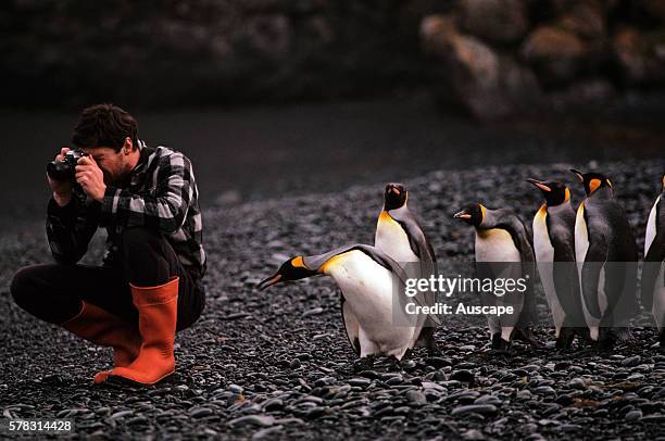 King penguins, Aptenodytes patagonicus, and tourist, Macquarie Island, Tasmania, Australian Sub Antarctic.