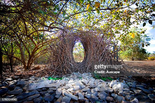 Great bowerbird, Chlamydera nuchalis, bower: a platform of twigs with an avenue of twigs about a meter long and 45 cm high, At each end of the bower...