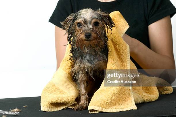 Terrier, Canis familiaris, being groomed, drying with towel after washing.