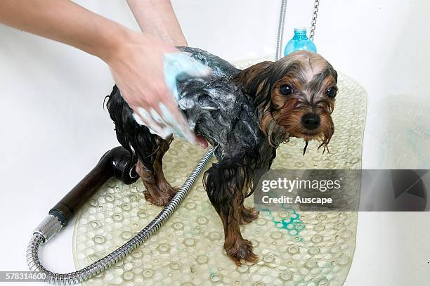 Terrier, Canis familiaris, being groomed, washing and shampooing the coat.