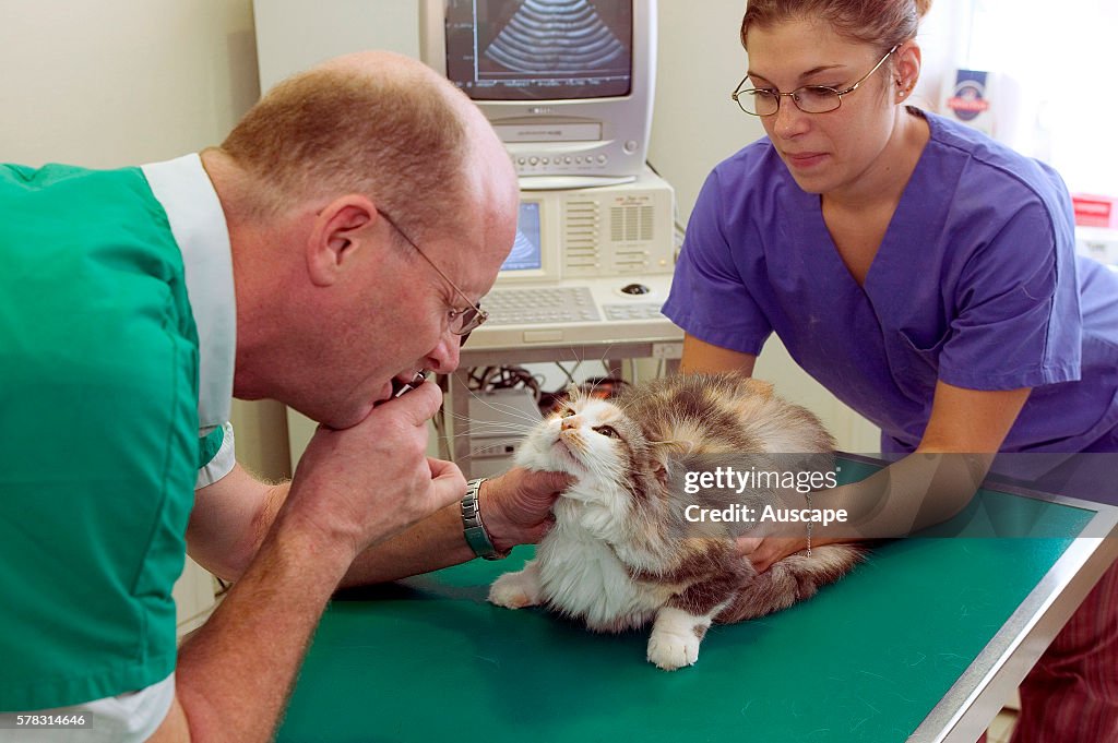 Vet examining the eyes of a domestic cat, Felis catus