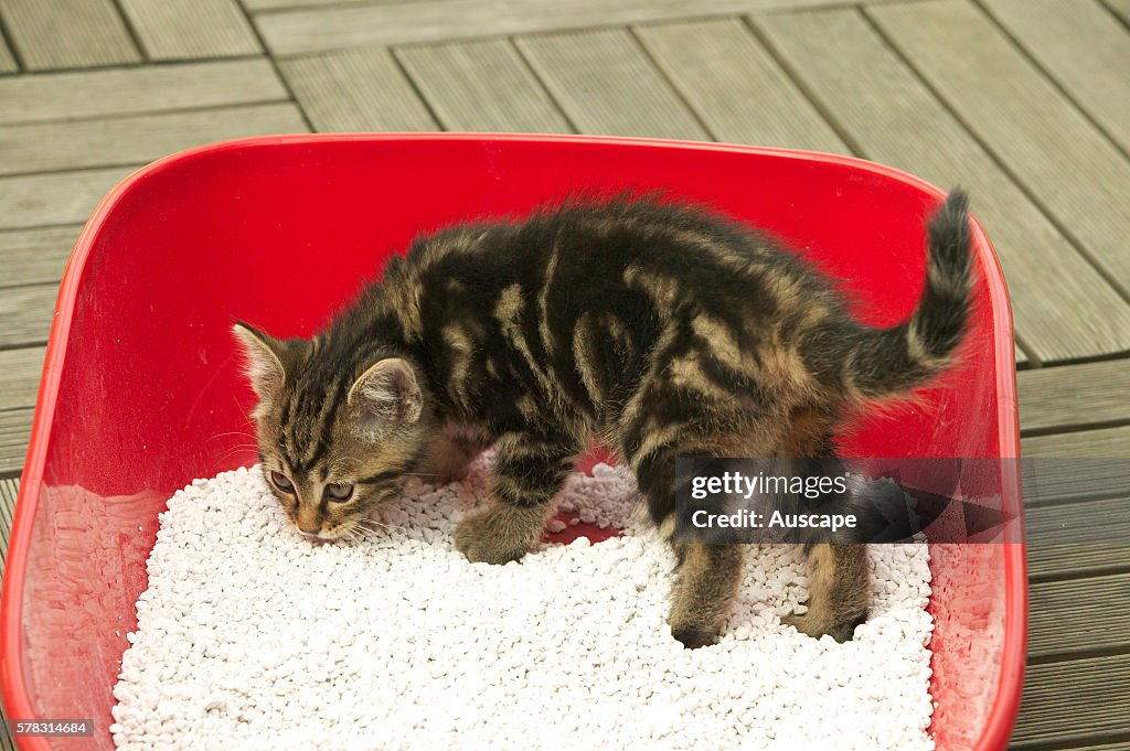 European cat, Felis catus