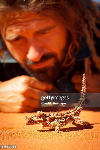 Thorny devil, Moloch horridus, and an ecologist during a biodiversity survey. Cravens Peak Reserve, central west Queensland, Simpson Desert,...