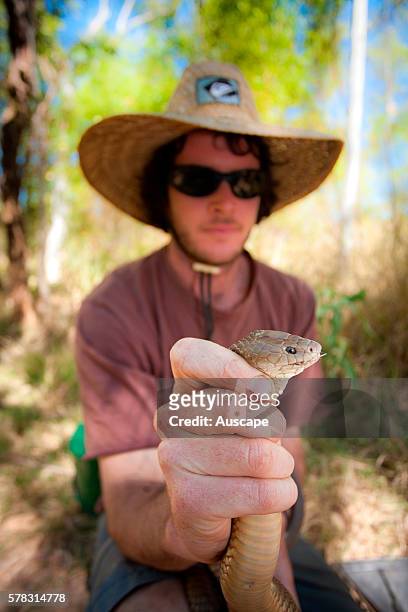 King brown snake, Pseudechis australis, being held by adult man. A dangerously venomous snake. Mornington Wildlife Sanctuary, central Kimberley,...