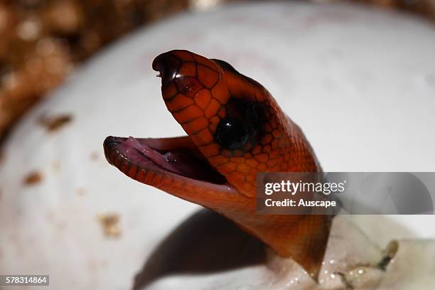 Woma Python Food 83 Python Egg Stock Photos, High-Res Pictures, and Images - Getty Images