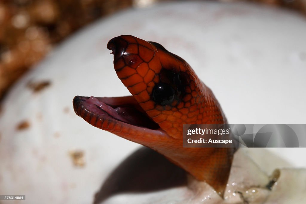 Woma Python Ramsayi Woma python, Aspidites ramsayi, emerging from the egg. Fifth in a ...