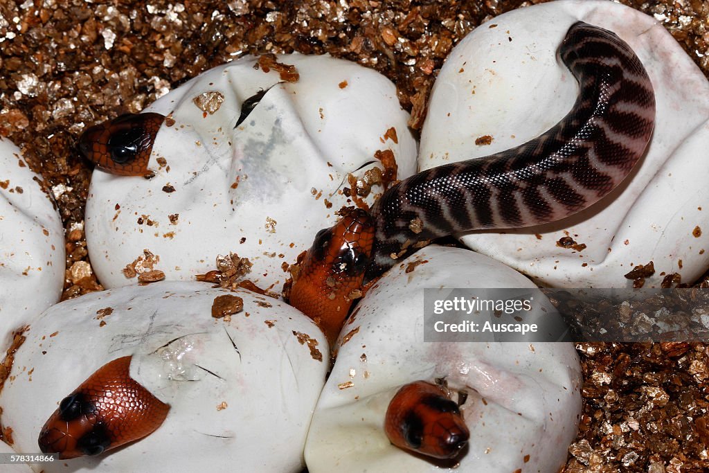 Woma Python Ramsayi Woma python, Aspidites ramsayi, baby snakes emerging from the eggs ...