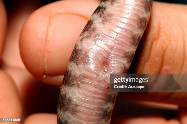 Woma python, Aspidites ramsayi, newly-hatched, showing the umbilical scar where it was attached to the yolk sac while in the egg. This will disappear...