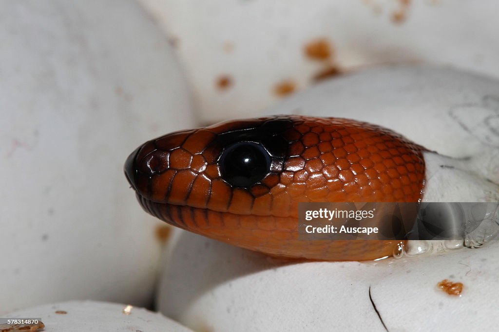 Woma Python Ramsayi Woma python, Aspidites ramsayi, emerging from the egg. Fourth in a ...