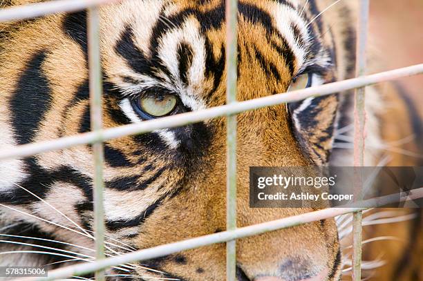 a sumatran tiger as part of a breeding program. - dierentuin stockfoto's en -beelden