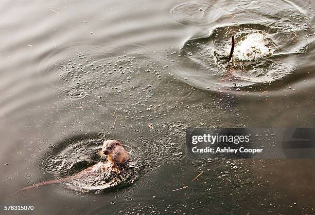 a european otter (lutra lutra) on lake windermere, lake district, uk. - europäischer fischotter stock-fotos und bilder