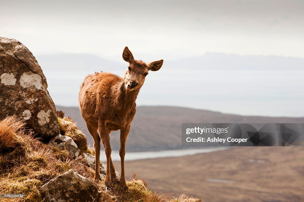 A Red Deer, Cervus elaphus on the Cuillin Ridge on the Isle of Skye, Scotland, UK, above Glen brittle.