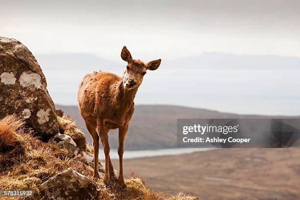 a red deer, cervus elaphus on the cuillin ridge on the isle of skye, scotland, uk, above glen brittle. - red deer animal stock pictures, royalty-free photos & images