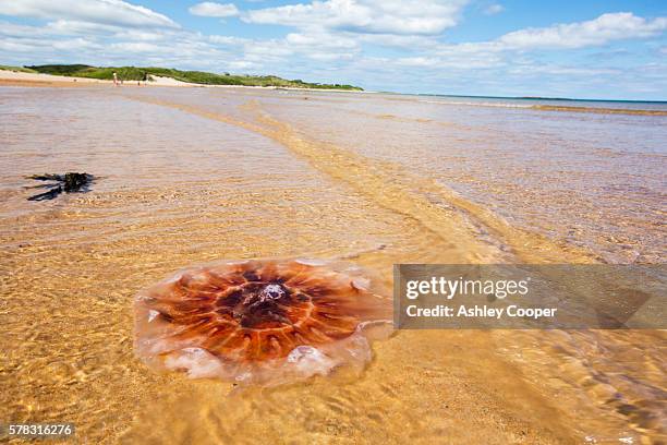 lions mane jellyfish, cyanea capillata, washed ashore on a nothumberland beach. - lions mane jellyfish - fotografias e filmes do acervo