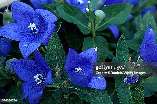 balloon flower (platycodon astra blue) - astra stock pictures, royalty-free photos & images