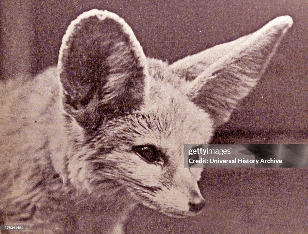 The head of Fennec fox.