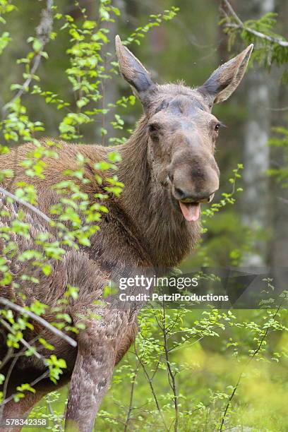 moose sticking out his tongue - moose stock pictures, royalty-free photos & images