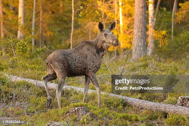young moose in the forest - moose swedish stock pictures, royalty-free photos & images