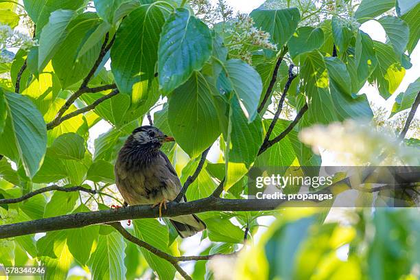 white-cheeked starling - kanagawa prefecture stock pictures, royalty-free photos & images