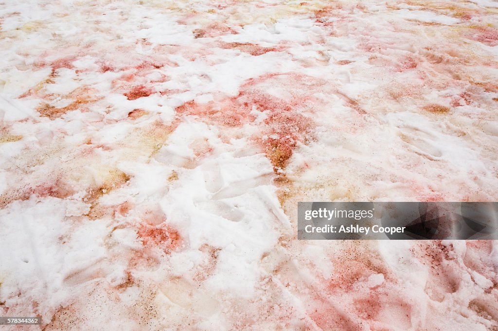 Red algae in snow at Base Orcadas, an Argentine scientific station in Antarctica.