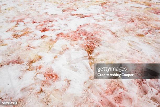 red algae in snow at base orcadas, an argentine scientific station in antarctica. - algae stock pictures, royalty-free photos & images