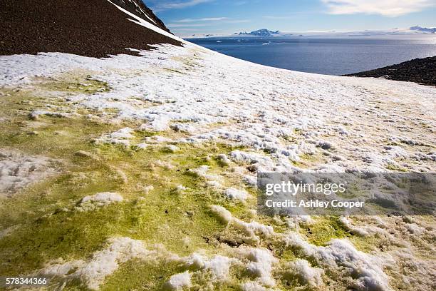 algae in melting snow on joinville island just off the antarctic peninsular which is one the the fastest warming places on the planet. - south atlantic ocean stock pictures, royalty-free photos & images