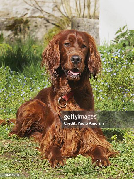 beautiful irish setter dog - irish setter stock pictures, royalty-free photos & images