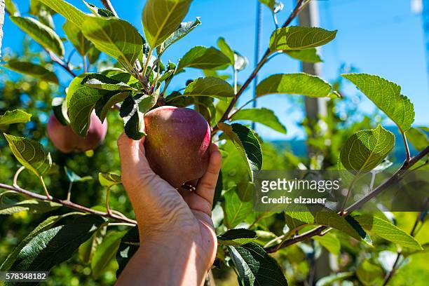 a woman picking a apple  in an orchard. - apfelernte stock-fotos und bilder