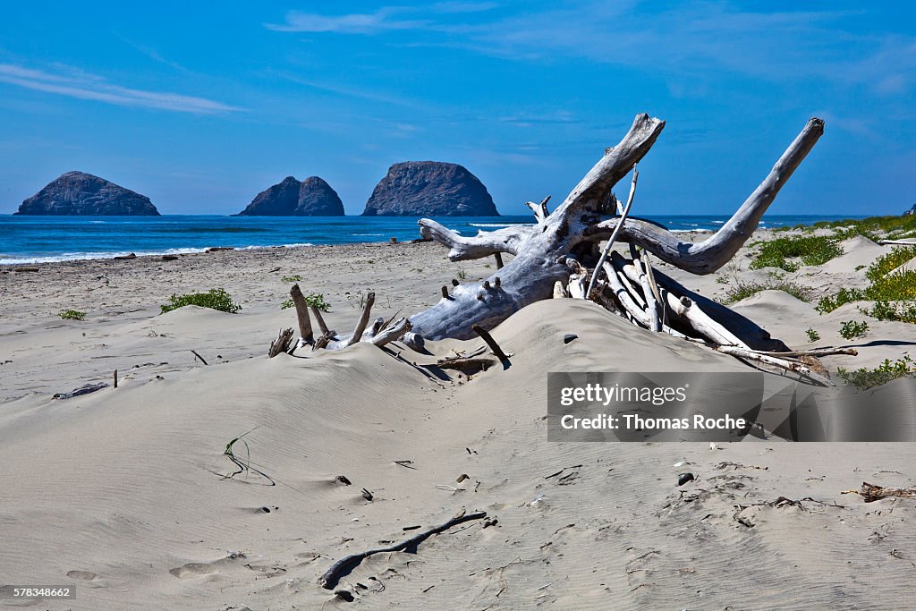 Driftwood on the beach near Netarts