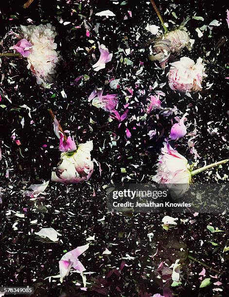 Destroy Flower 3,580 Destroyed Flowers Stock Photos, High-Res Pictures, and Images ...