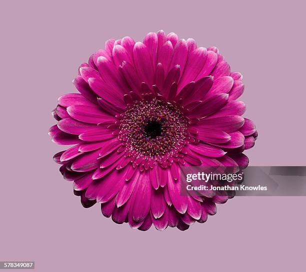 pink gerbera against pink background - gerbera photos et images de collection