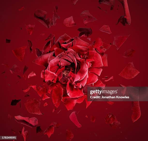 exploding red rose, fragments flying around - rose petals stock-fotos und bilder