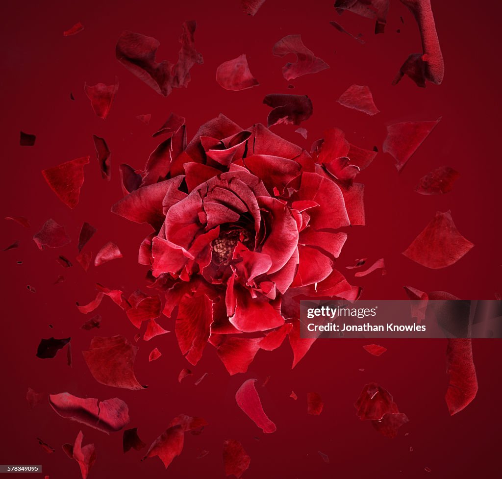 Exploding Red Rose Exploding Red Rose Fragments Flying Around High-Res Stock Photo - Getty ...