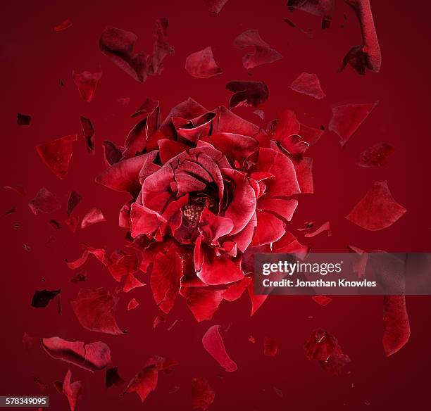 exploding red rose, fragments flying around - explosion roses stock pictures, royalty-free photos & images