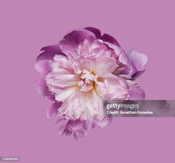 peony flower against pink background - single flower stockfoto's en -beelden