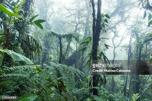 rainforest, monteverde cloud forest, costa rica - puntarenas stock pictures, royalty-free photos & images