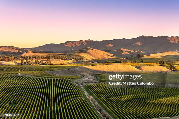 vineyards at sunset, marlborough, new zealand - blenheim new zealand foto e immagini stock