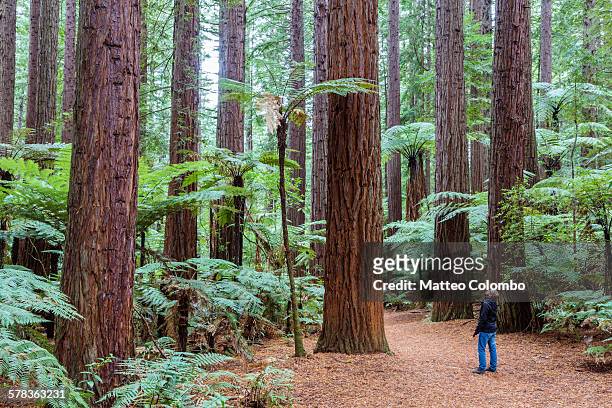 man looking at big redwood trees, rotorua - solo un uomo foto e immagini stock