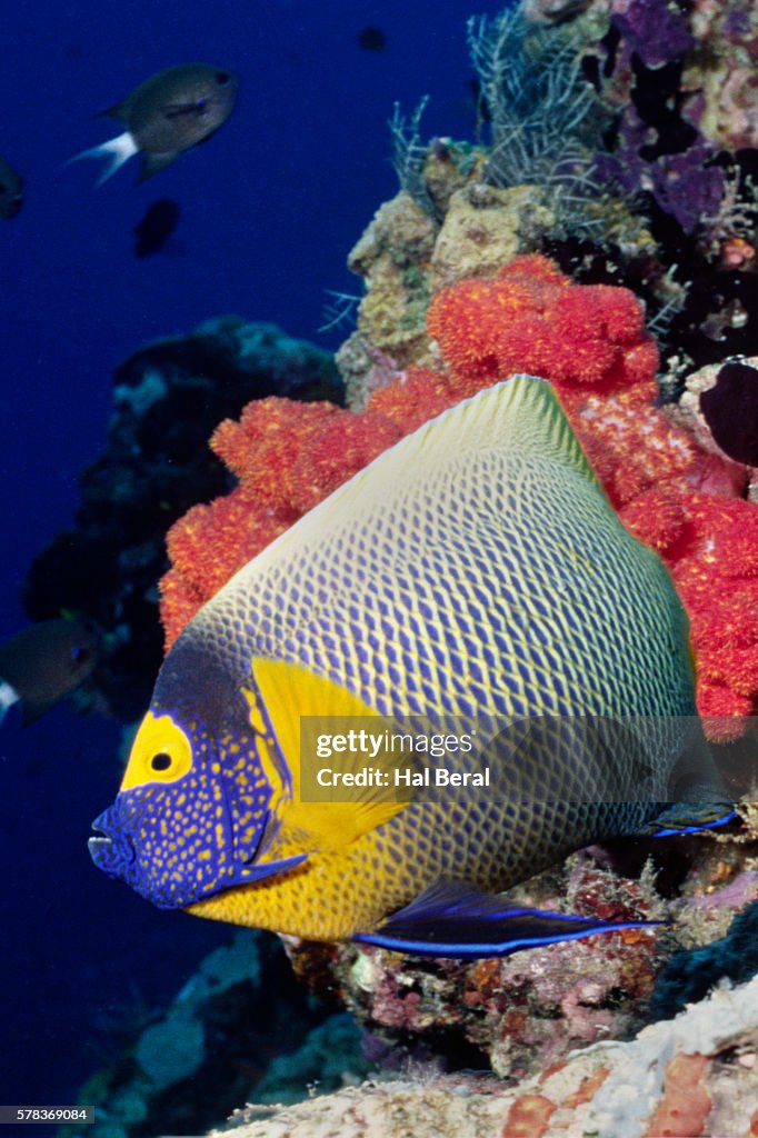 Yellow-Mask Angelfish