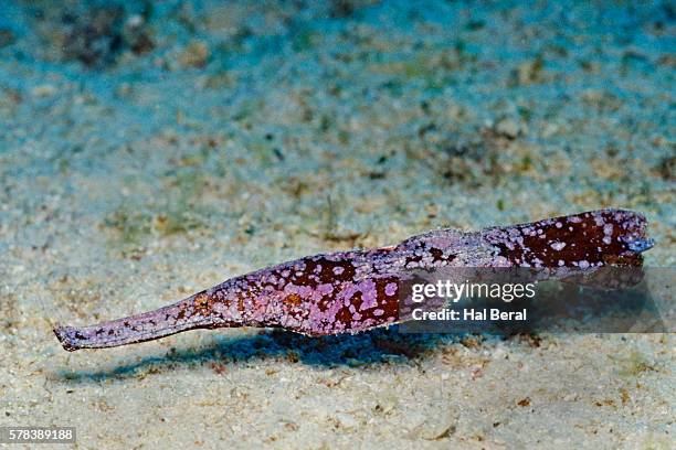 robust ghost pipefish - robust ghost pipefish stock pictures, royalty-free photos & images