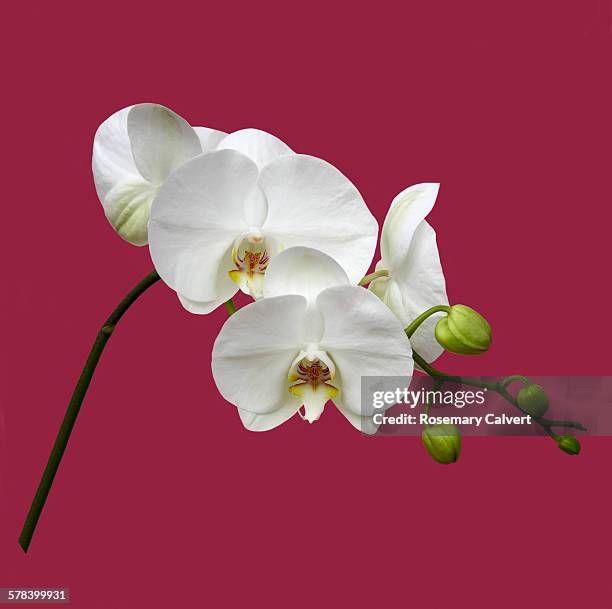 white orchid flowers on square magenta background - bud stock pictures, royalty-free photos & images