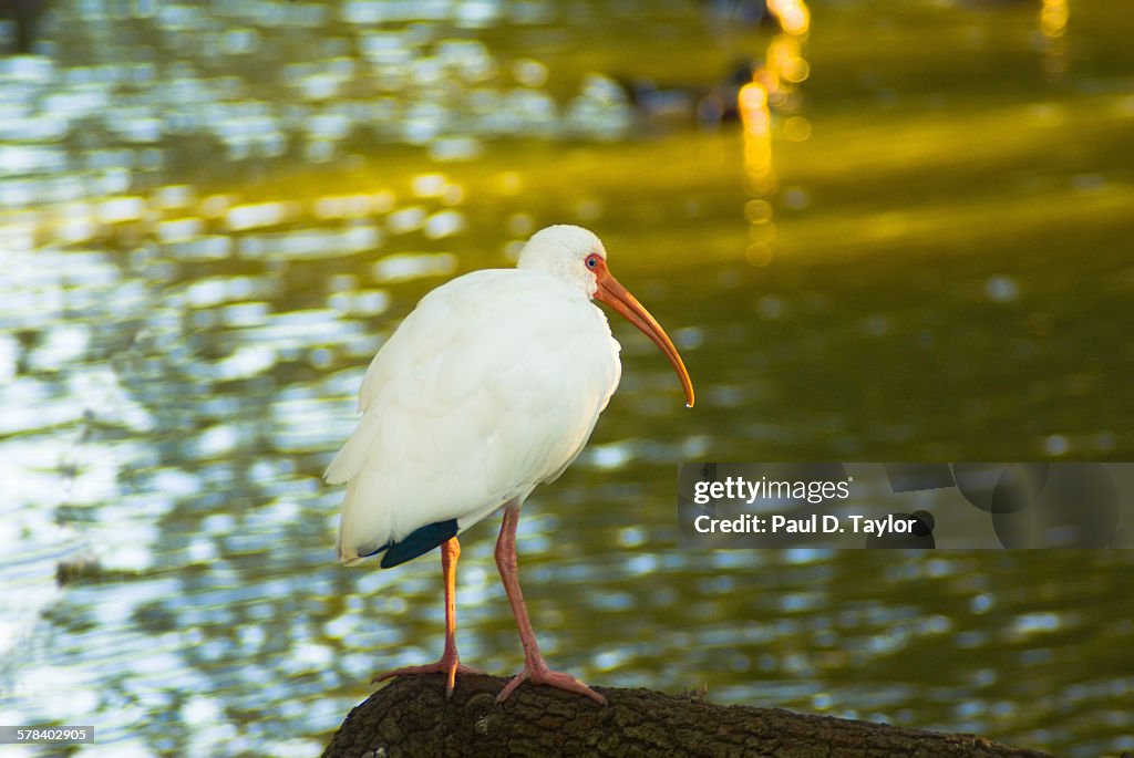 Audubon Park New Orleans