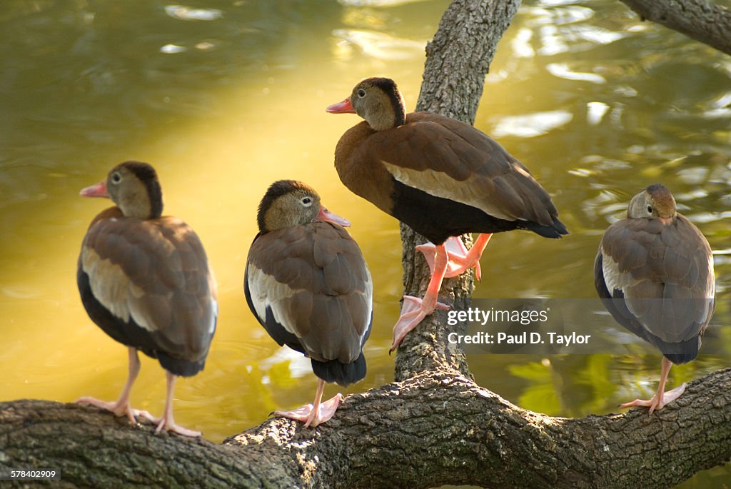 Audubon Park New Orleans