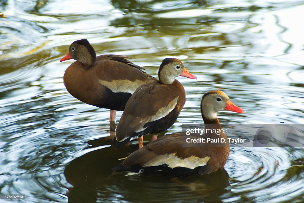 Audubon Park New Orleans