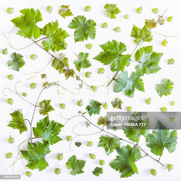 branch of leaves from grape vine & grapes, pattern - grapes on vine stockfoto's en -beelden