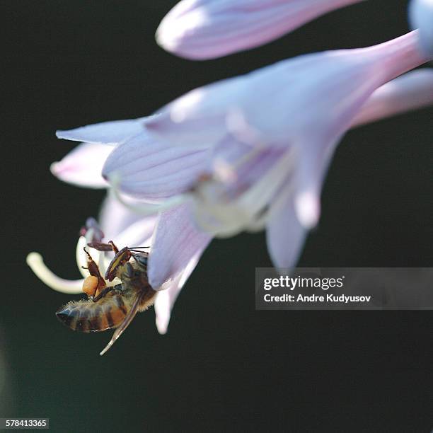 honey bee fills pollen basket - pollen basket stock pictures, royalty-free photos & images