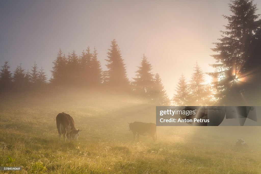 Grazing cows in the morning mist meadow.