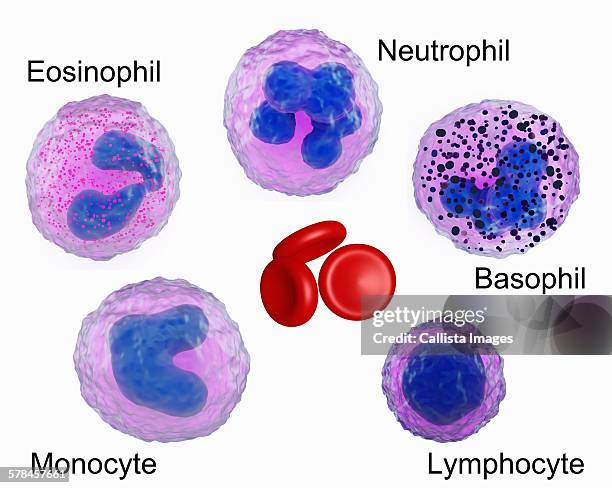 ilustraciones, imágenes clip art, dibujos animados e iconos de stock de illustration of blood cells, showing an eosinophil, neutrophil, basophil, monocyte, lymphocyte and red blood cells - basófilo