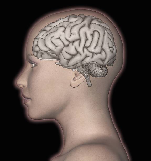 Illustration of a brain constructing a 3D model of a room from fragmented sensory inputs.